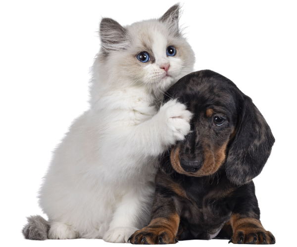 a cat and dog with their paw on the head