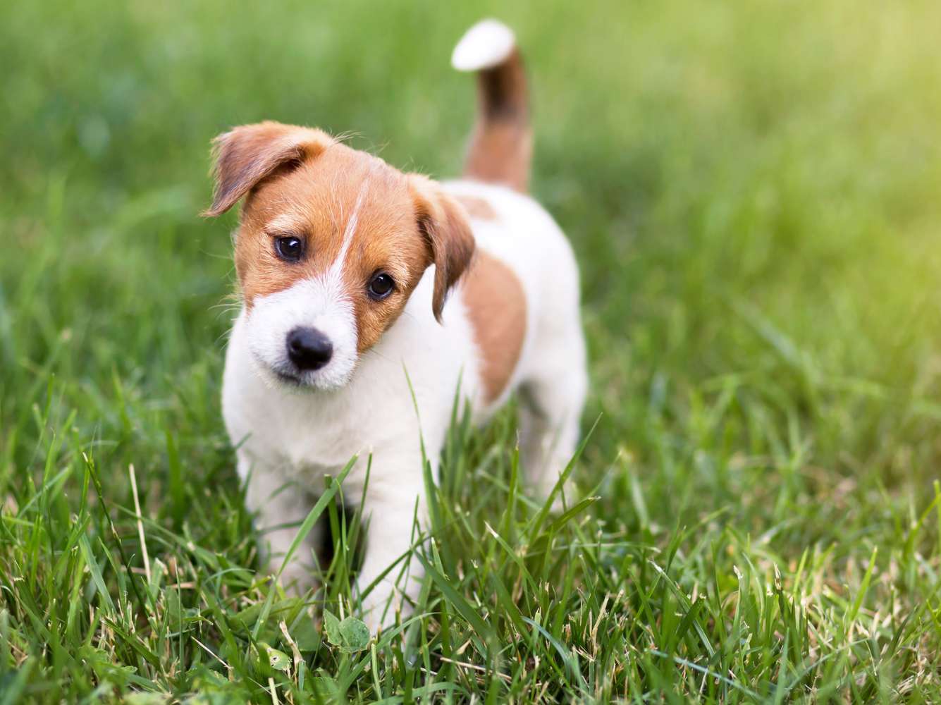 a cute dog standing in grass with tilted head