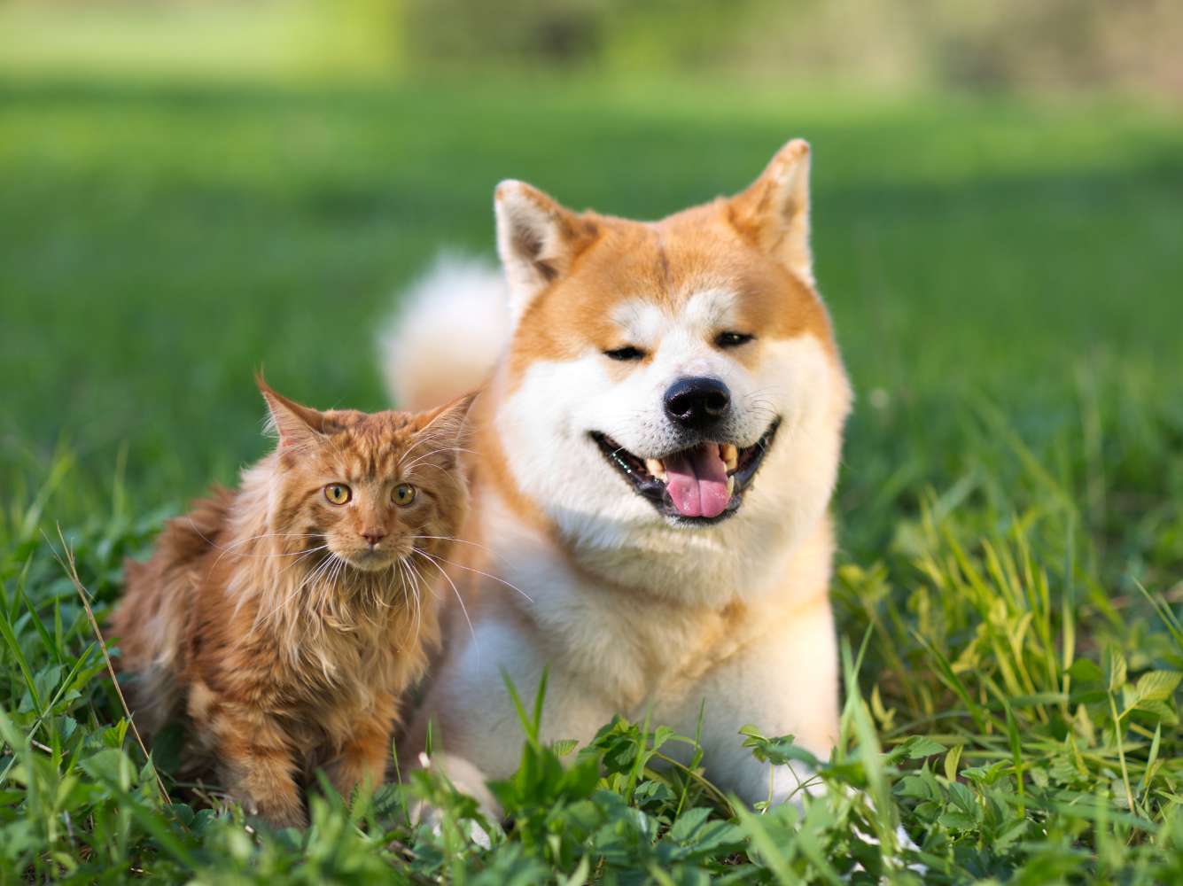 a dog and cat lying in grass