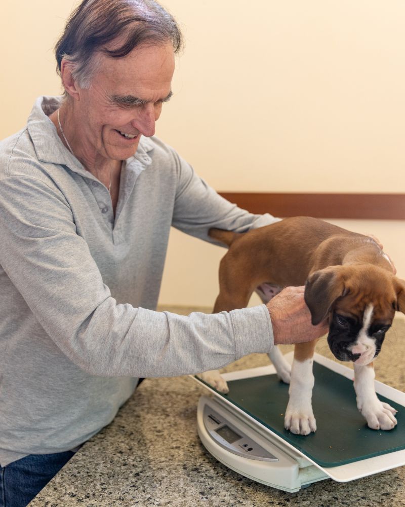 veterinarian holding a dog on weighing machine
