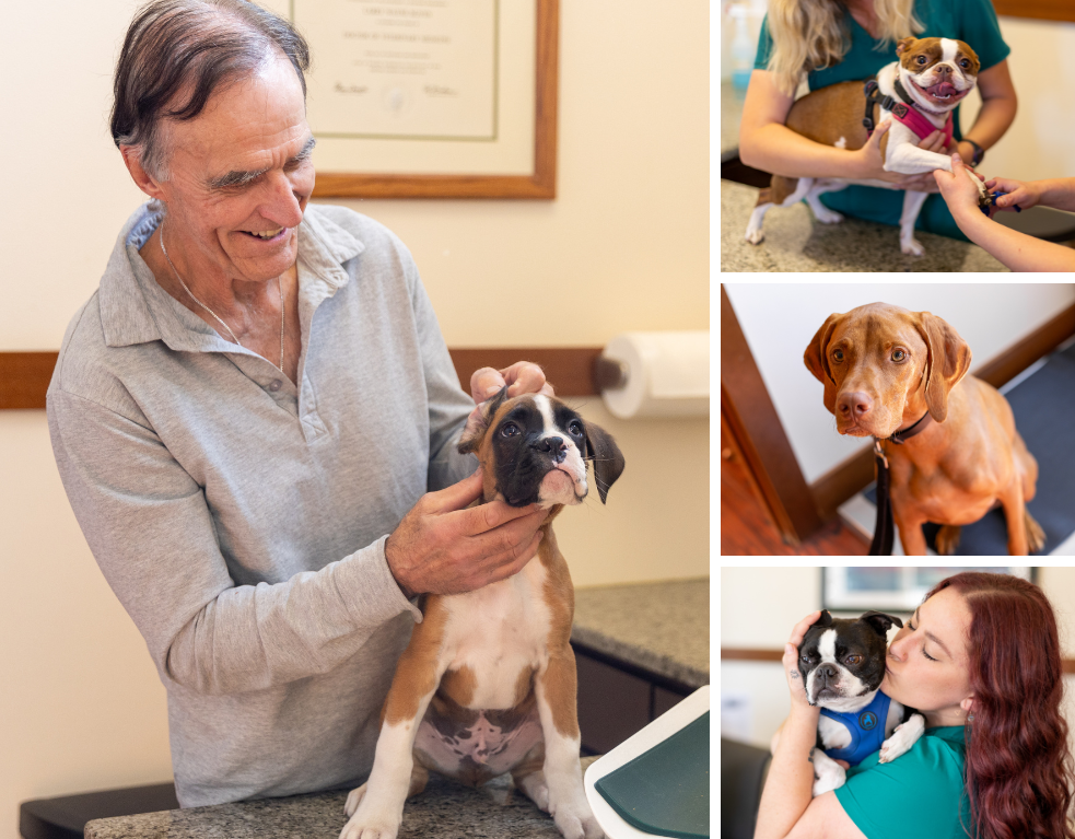 a collage of pets with vets