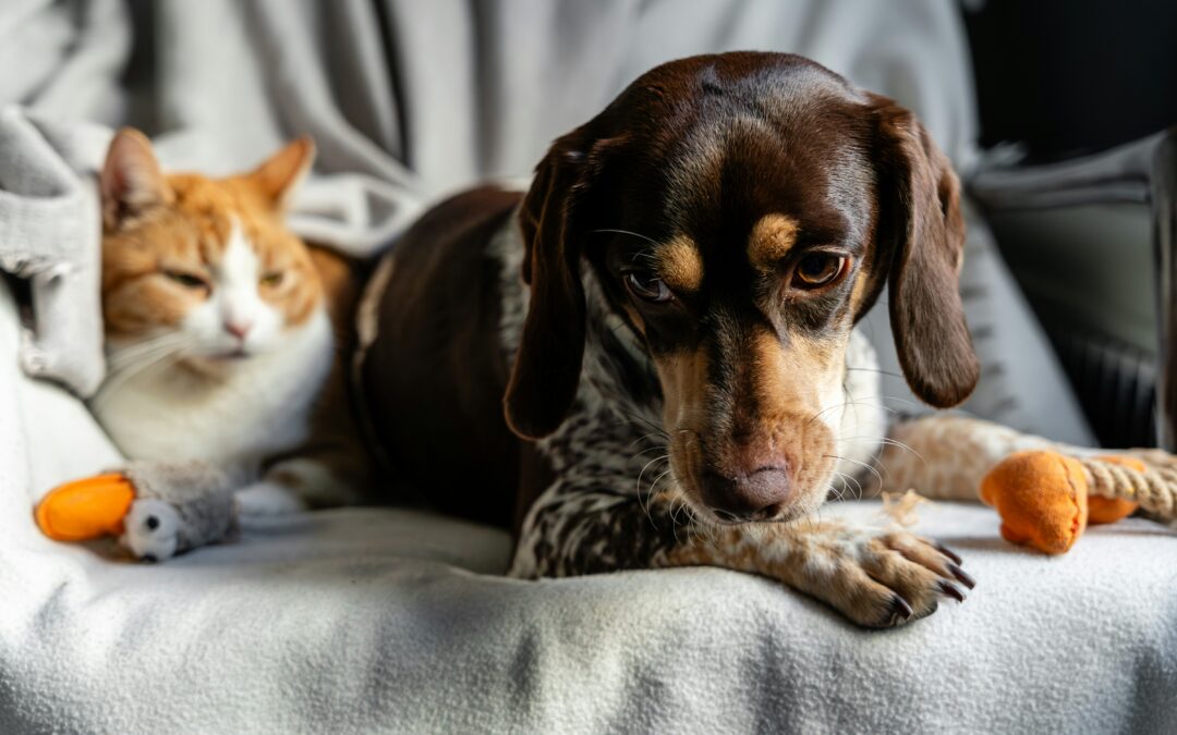 A brown dog lying on a gray blanket next to an orange-and-white cat